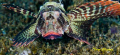 Lionfish @ Anilao 